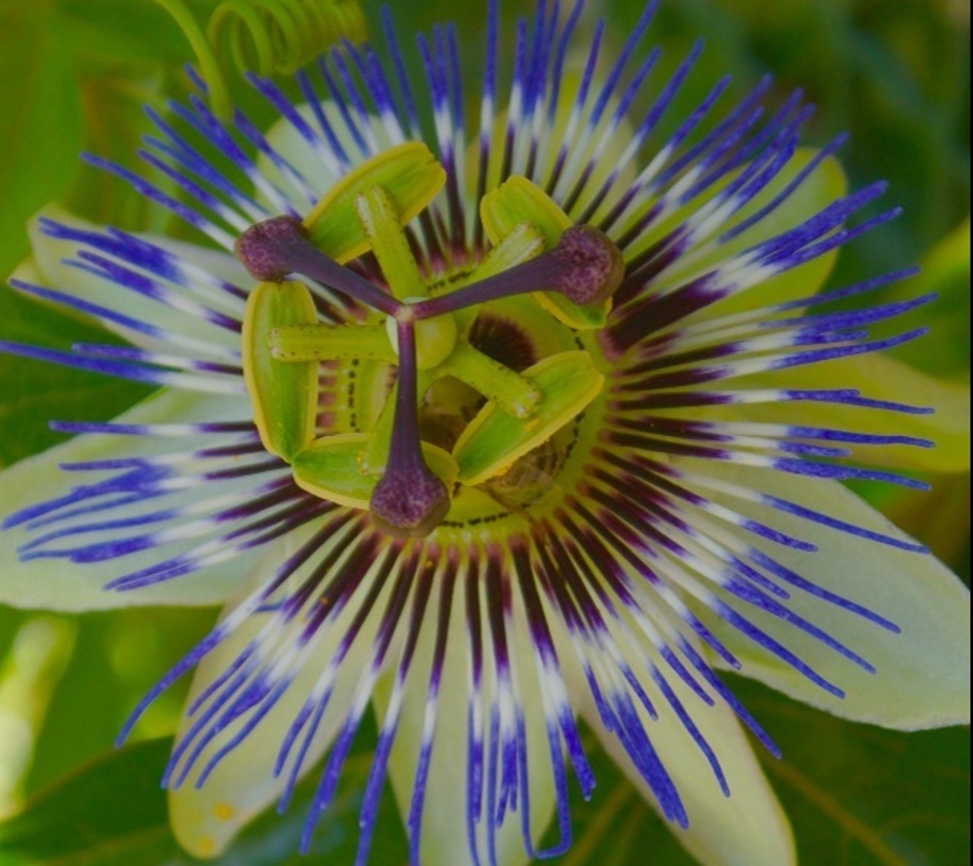 Creation, Passiflora ©Blair Seitz. 