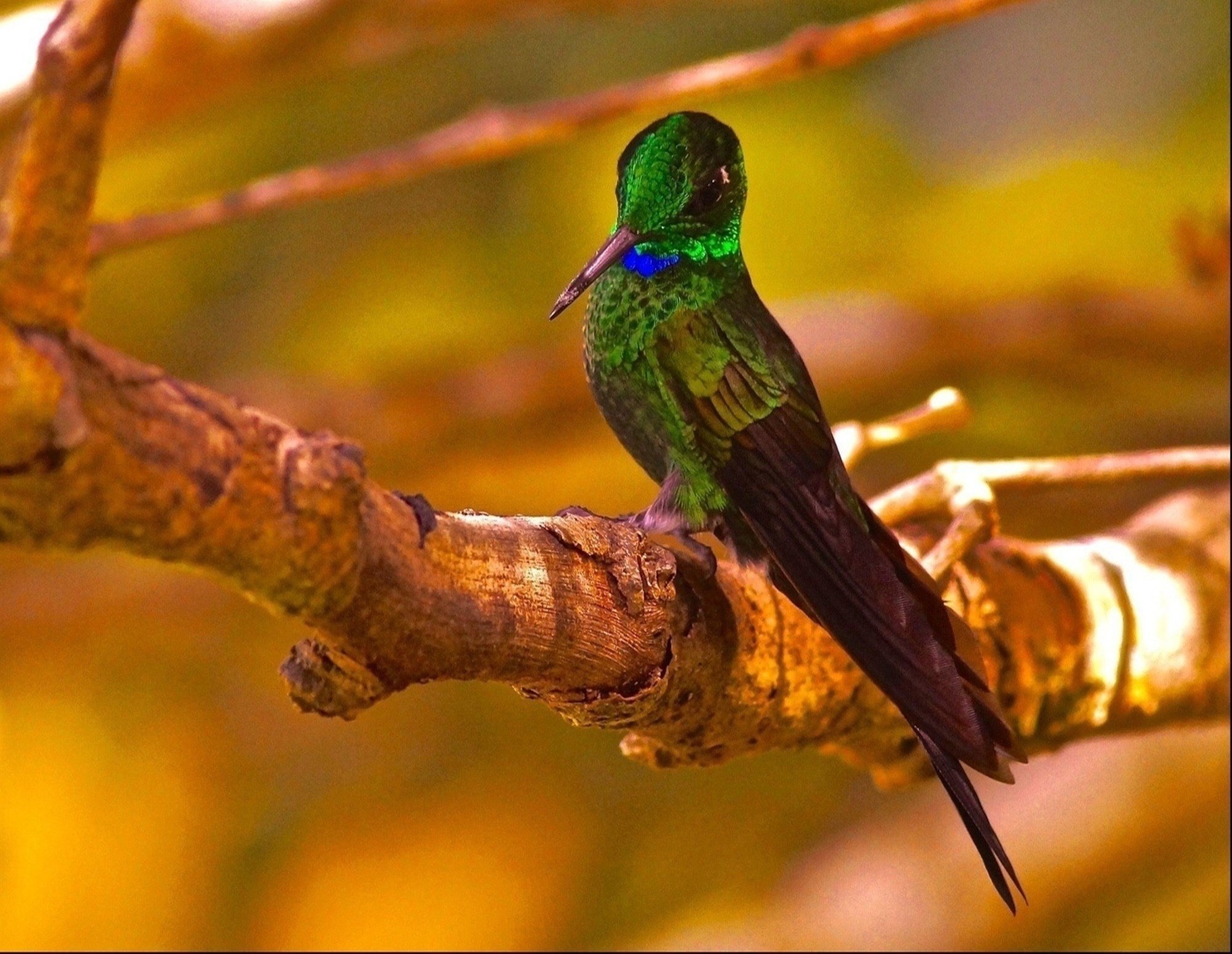 Green crowned brilliant hummingbird, Costa Rica. © Blair Seitz