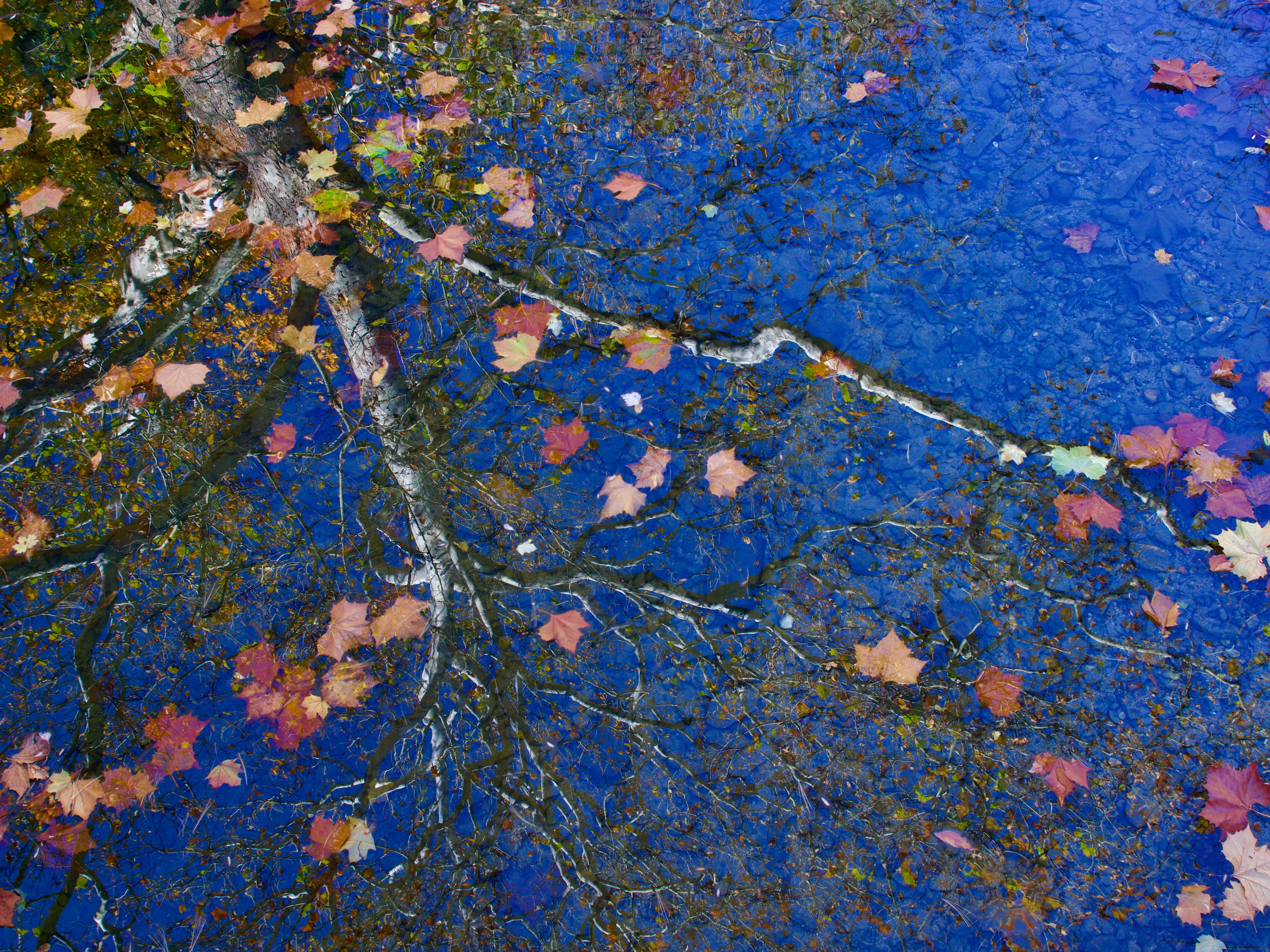 Autumn leaves © Blair Seitz